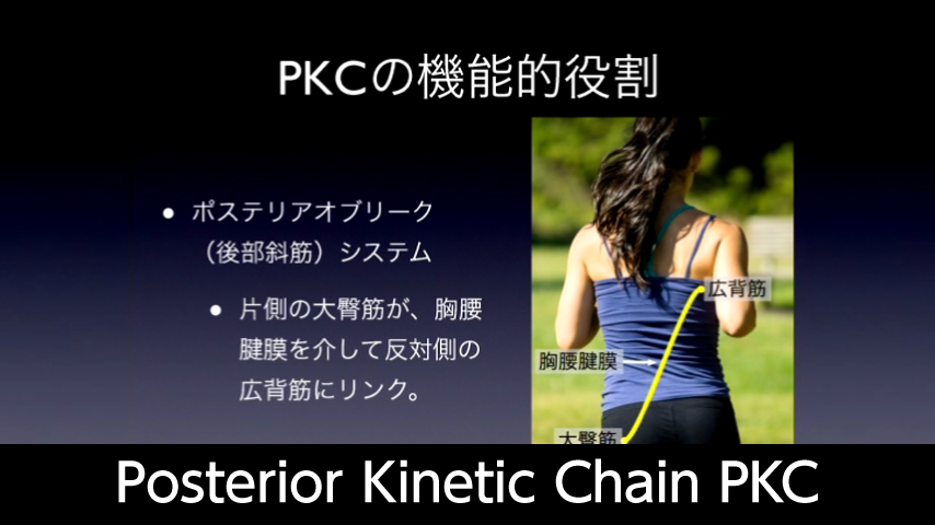 Posterior Kinetic Chain PKC ポステリアキネティックチェーン：機能とパフォーマンス
